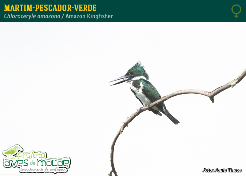 Martim-pescador-verde