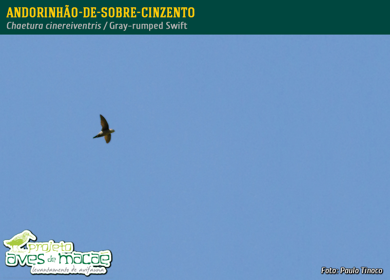 Andorinhão-de-sobre-cinzento