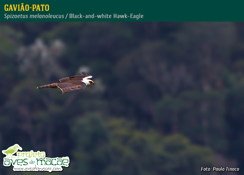 Gavião-pato